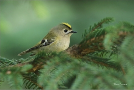 <p>KRÁLÍČEK OBECNÝ (Regulus regulus) Šluknovsko - Harta /Goldcrest - Wintergoldhähnchen/</p>