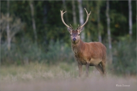 <p>JELEN LESNÍ (Cervus elaphus) oboera Rumburk --- / Red deer / Rothirsch</p>