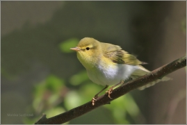 <p>BUDNÍČEK LESNÍ (Phylloscopus sibilatrix) Šluknovsko - okolí Jíříkova</p>