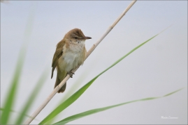 <p>RÁKOSNÍK VELKÝ (Acrocephalus arundinaceus) - jižní Morava --- /Great reed warbler – Drosselrohrsänger/</p>