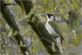 <p>ŽLUNA ZELENÁ (Picus viridis) Šluknovsko-Jiříkov --- /European green woodpecker - Grünspecht/</p>