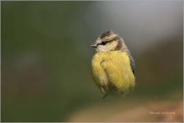<p>SÝKORA MODŘINKA (Cyanistes caeruleus) /Eurasian blue tit - Blaumeise/</p>