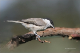 <p>SÝKORA BABKA ( Parus palustris) /Marsh tit - Sumpfmeise/</p>