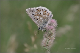 <p>MODRÁSAEK HNĚDOSKVRNNÝ (Polyommatus daphnis) Mladoboleslavkso ---- /Meleager's blue - Zahnflügel-Bläuling/</p>