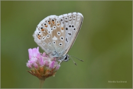<p>MODRÁSAEK HNĚDOSKVRNNÝ (Polyommatus daphnis) Mladoboleslavkso ---- /Meleager's blue - Zahnflügel-Bläuling/</p>