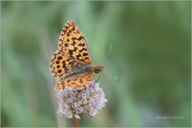 <p>PERLEŤOVEC NEJMENŠÍ (Boloria dia) ---- /Weaver's fritillary - Magerrasen-Perlmutterfalter/</p>