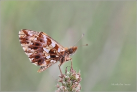 <p>PERLEŤOVEC NEJMENŠÍ (Boloria dia) ---- /Weaver's fritillary - Magerrasen-Perlmutterfalter/</p>