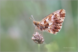 <p>PERLEŤOVEC NEJMENŠÍ (Boloria dia) ---- /Weaver's fritillary - Magerrasen-Perlmutterfalter/</p>