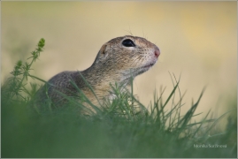 <p>SYSEL OBECNÝ (Spermophilus citellus) /European ground squirrel - Europäischer Ziesel/</p>