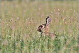 <p>KRÁLÍK DIVOKÝ (Oryctolagus cuniculus)     /European rabbit - Wildkaninchen/</p>