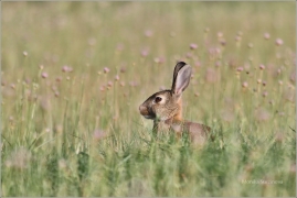 <p>KRÁLÍK DIVOKÝ (Oryctolagus cuniculus) /European rabbit - Wildkaninchen/</p>