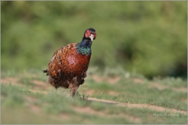 <p>BAŽANT OBECNÝ (Phasianus colchicus) Mladá Boleslav-Radouč /Common pheasant - Fasan/</p>