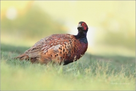 <p>BAŽANT OBECNÝ (Phasianus colchicus)</p>
