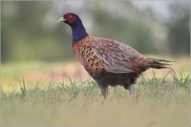 <p>BAŽANT OBECNÝ (Phasianus colchicus) /Common pheasant - Fasan/</p>