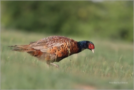 <p>BAŽANT OBECNÝ (Phasianus colchicus) Mladá Boleslav-Radouč /Common pheasant - Fasan/</p>