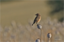 <p>BRAMBORNÍČEK HNĚDÝ (Saxicola rubetra) Jiříkov ----- /Whinchat – Braunkehlchen/</p>