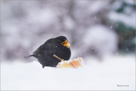 <p>KOS ČERNÝ (Turdus merula) ------ /Common blackbird - Amsel/</p>