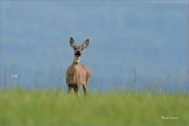 <p> SRNEC OBECNÝ (Capreolus capreolus) Šluknovsko - Valdek --- /European roe deer - Reh/</p>