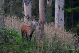 <p>JELEN LESNÍ (Cervus elaphus) - Lužické hory --- / Red deer / Rothirsch</p>
