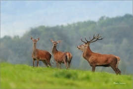 <p>JELEN LESNÍ (Cervus elaphus) Lužické hory --- / Red deer / Rothirsch</p>