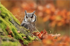<p>VÝREČEK BĚLOLÍCÍ (Otus leucotis) v lidské péči ----- /Northern white-faced owl - Nordbüscheleule/</p>