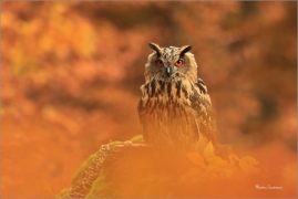 <p>VÝR VELKÝ (Bubo bubo) v lidské péči /Eurasian eagle-owl - Uhu/</p>