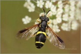 <p>PESTŘENKA DVOJPÁSÁ (Chrysotoxum bicinctum) (okolí Černého rybníku)</p>