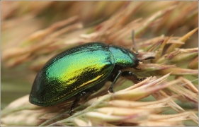<p>MANDELINKA OLŠOVÁ? (Linaeidea aenea) </p>
