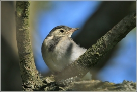 <p>KONIPAS BÍLÝ (Motacilla alba) mládě - Horní Podluží</p>