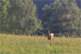 <p>SRNEC OBECNÝ (Capreolus capreolus) Šluknovsko - Jiříkov --- /European roe deer - Reh/</p>
