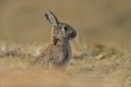 <p>KRÁLÍK DIVOKÝ (Oryctolagus cuniculus) ---- /European rabbit - Wildkaninchen/</p>