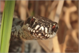 <p>ZMIJE OBECNÁ (Vipera berus)</p>