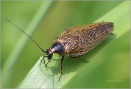 <p>RUSEC LAPONSKÝ (Ectobius lapponicus) (Knížecí)</p>