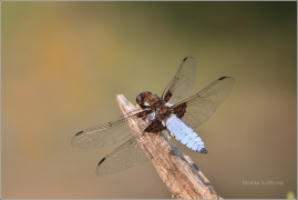<p>VÁŽKA PLOSKÁ - sameček (Libellula depressa) Jiříkov</p>