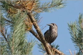 <p>OŘEŠNÍK KROPENATÝ (Nucifraga caryocatactes - Jiříkov</p>