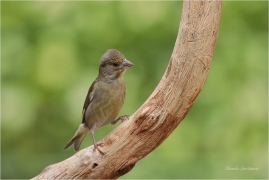 <p>ZVONEK ZELENÝ (Carduelis chloris) Bohuslavice nad Vláří ---- /European greenfinch - Grünfink/</p>