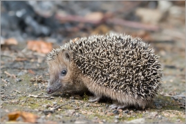 <p>JEŽEK ZÁPADNÍ (Erinaceus europaeus) Rychnov u Jbc.n.N. /European hedgehog - Braunbrustigel/</p>