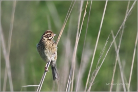 <p>STRNAD RÁKOSNÍ (Emberiza schoeniclus) ----- /Common reed bunting – Rohrammer/</p>