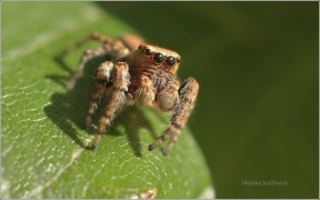 <p>SKÁKAVKA OBECNÁ (Evarcha falcata) (Jiříkov)</p>