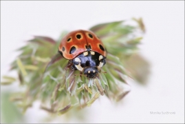 <p>SLUNÉČKO VELKÉ (Anatis ocellata) Šluknovsko ---- /Eyed ladybug - Augenmarienkäfer/</p>
