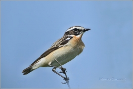<p>BRAMBORNÍČEK HNĚDÝ (Saxicola rubetra) sameček - Jiříkov</p>