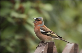 <p>PĚNKAVA OBECNÁ - sameček (Fringilla coelebs) ---- /Chaffinch - Buchfink/</p>