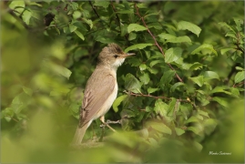 <p>RÁKOSNÍK ZPĚVNÝ (Acrocephalus palustris) Dolní Podluží</p>