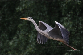 <p>VOLAVKA POPELAVÁ (Ardea cinerea) ---- /Grey heron - Graureiher/</p>