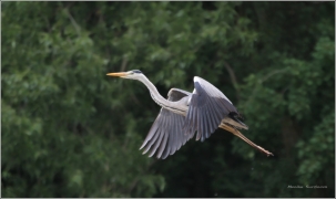 <p>VOLAVKA POPELAVÁ (Ardea cinerea) ---- /Grey heron - Graureiher/</p>