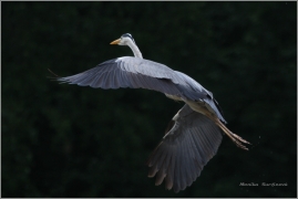 <p>VOLAVKA POPELAVÁ (Ardea cinerea) ---- /Grey heron - Graureiher/</p>