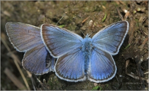 <p>MODRÁSEK UŠLECHTILÝ (Polyommatus icarus) Šluknovsko-Rybniště ----- /Amanda's blue - Vogelwicken-Bläuling/</p>