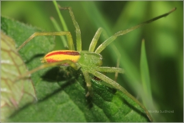 <p>MALOOČKA SMARAGDOVÁ - sameček (Micrommata virescens) Harta</p>