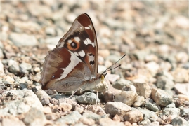 <p>BATOLEC DUHOVÝ (Apatura iris) Slovensko - Slovenský ráj ---- /Purple emperor - Großer Schillerfalter/</p>
