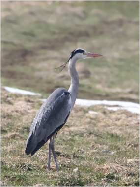 <p>VOLAVKA POPELAVÁ (Ardea cinerea) ---- /Grey heron - Graureiher/</p>
